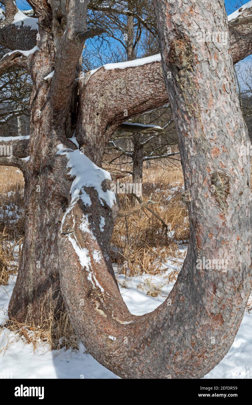 Milford, Michigan - UN pin ronlé en hiver à Kensington Metropark. Banque D'Images