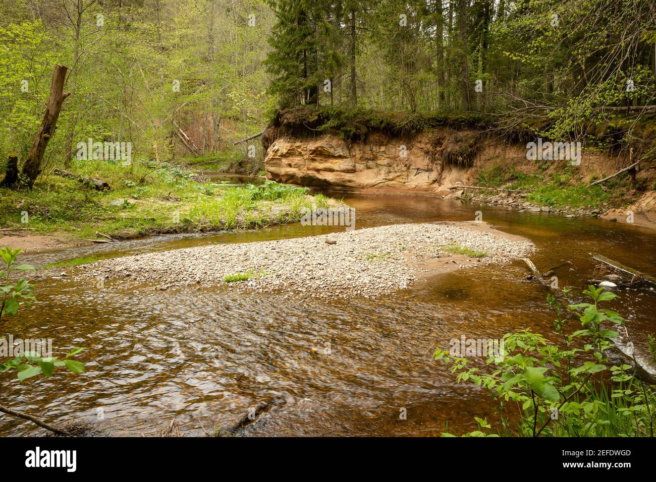 Petite rivière pittoresque en Lettonie, début de printemps dans la nature Banque D'Images