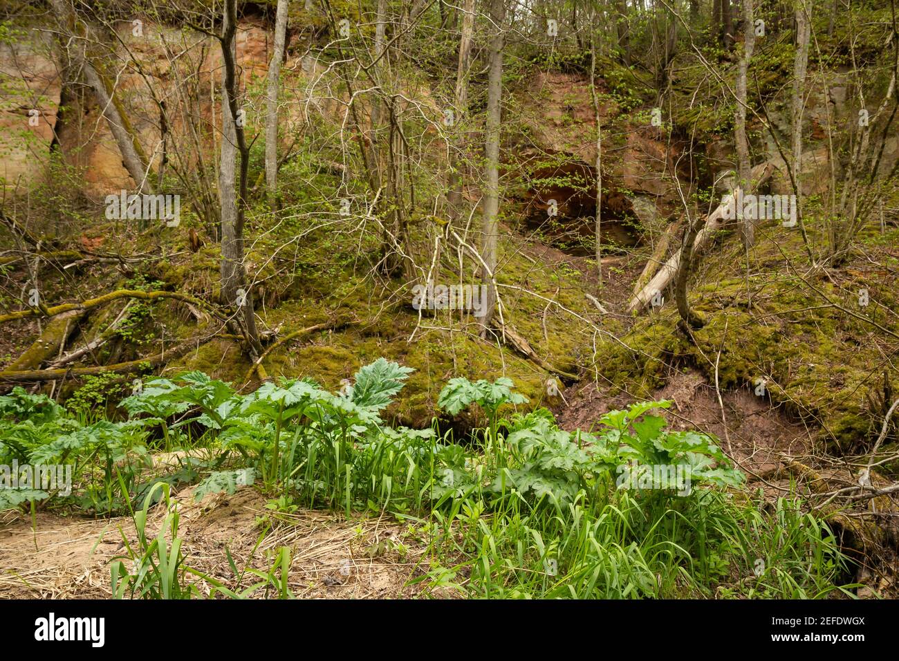 Plantes avec de grandes feuilles vertes poussant sur la rive de la petite rivière, Lettonie nature Banque D'Images