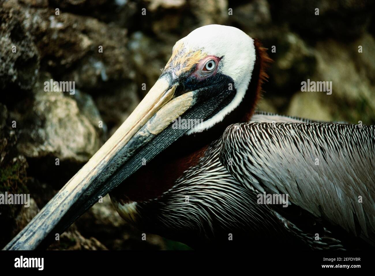 Vue latérale d'un oiseau avec un bec allongé, Barbade Banque D'Images