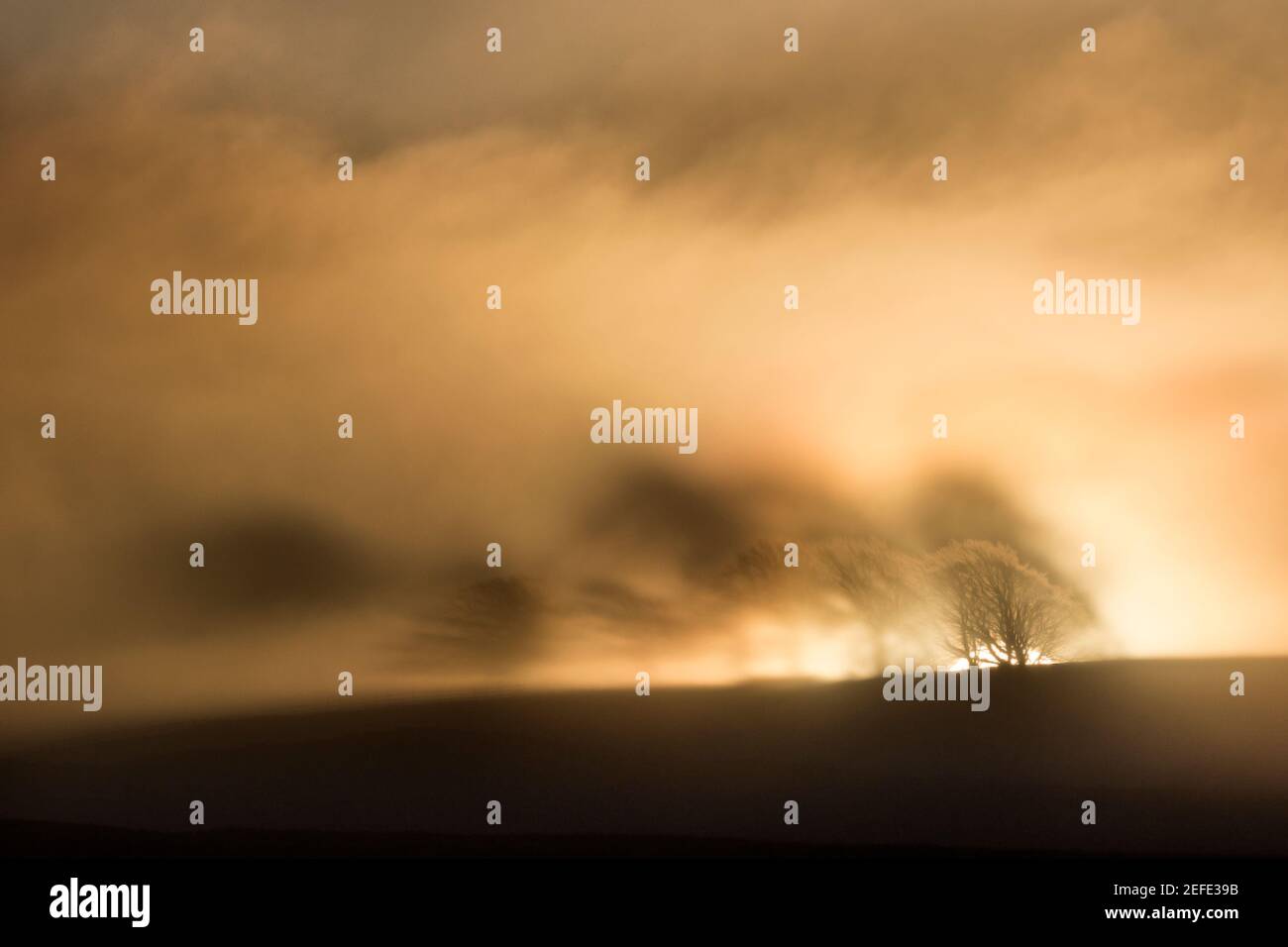 Le soleil levant projette d'étranges ombres sur une ligne de des arbres au sommet d'une colline sur la brume matinale - un peu à Au sud de Cawfield et du mur d'Hadrien Banque D'Images