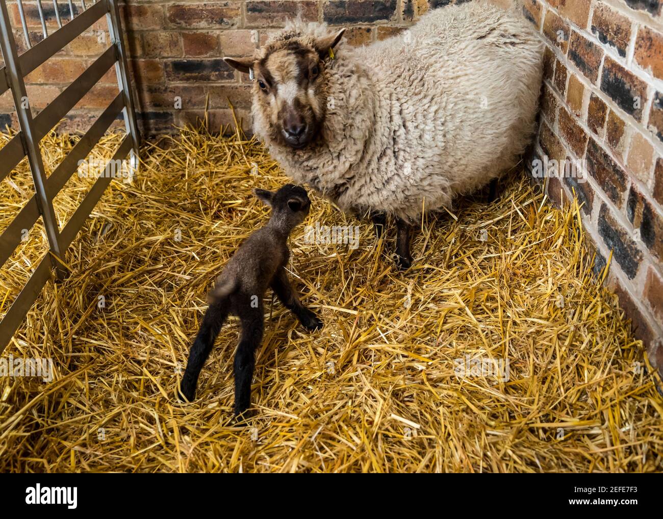 East Lothian, Écosse, Royaume-Uni. 17 février 2021. Premier mouton de Shetland agneaux né: Briggs les moutons de Shetland pur de race maintiennent un troupeau à la fois dans l'est Lothian et Shetland. Les premiers agneaux sont nés vers 7h ce matin: Deux garçons, l'un très sombre et l'autre fauve. Le fauve est beaucoup plus faible et bancale bien que parvient à se lever quelques heures plus tard Banque D'Images