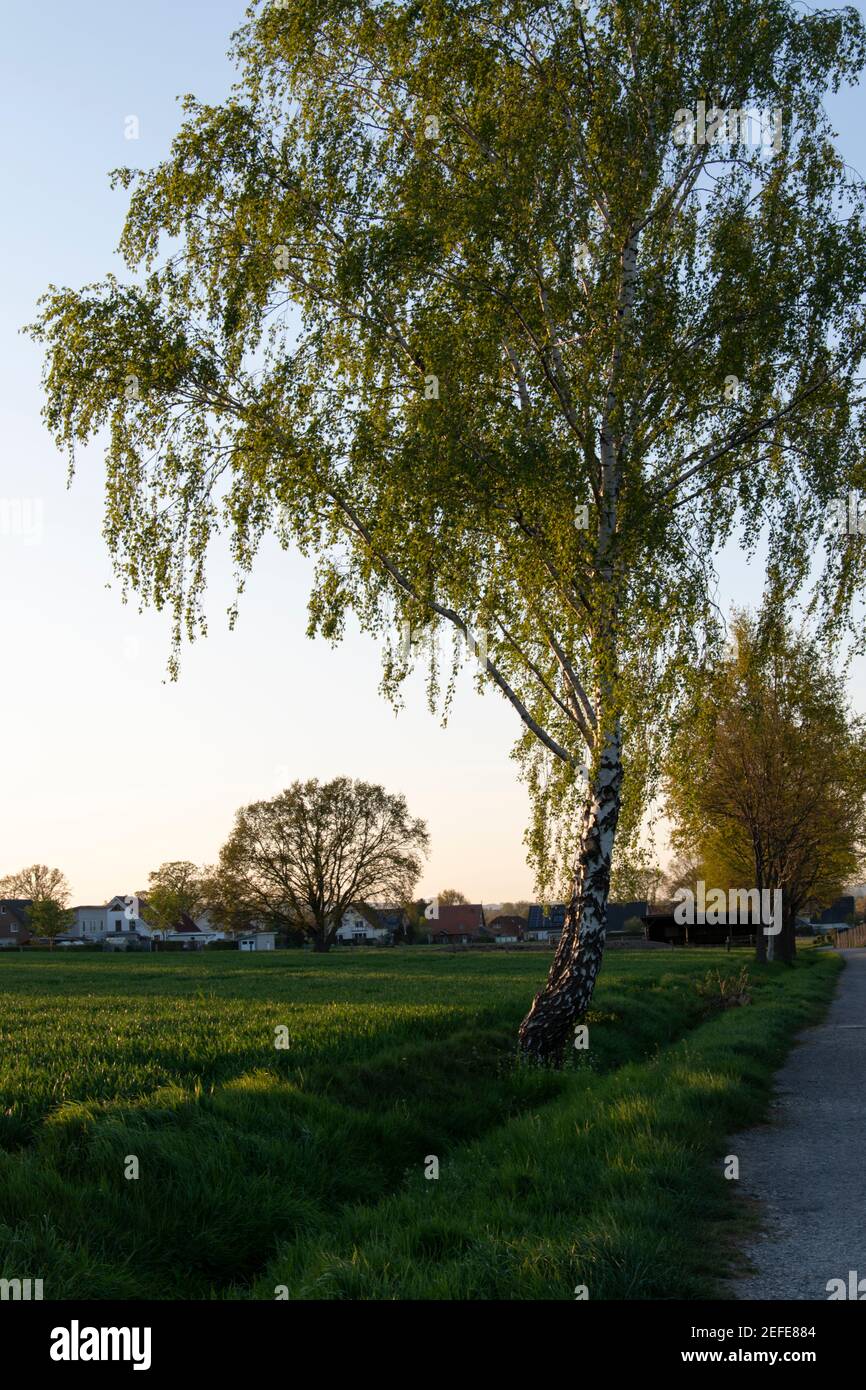 Le bouleau (Betula) de la famille des bouleau (Betulaceae) est un arbre pionnier extrêmement peu exigeant Banque D'Images