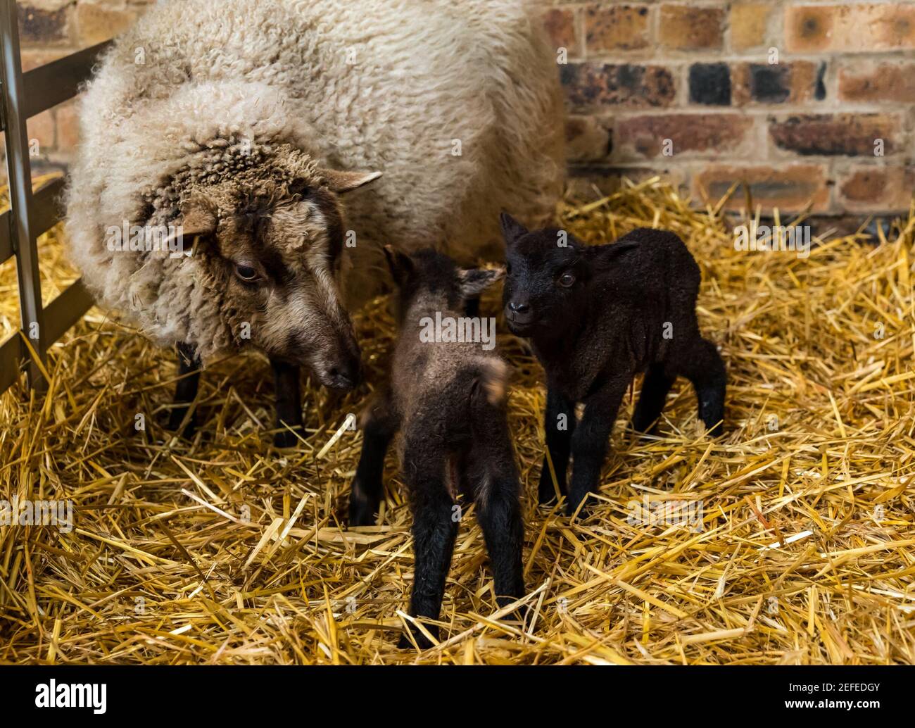 East Lothian, Écosse, Royaume-Uni. 17 février 2021. Premier mouton de Shetland agneaux né: Briggs les moutons de Shetland pur de race maintiennent un troupeau à la fois dans l'est Lothian et Shetland. Les premiers agneaux sont nés vers 7h ce matin: Deux garçons, l'un très sombre et l'autre fauve. Le fauve est beaucoup plus faible et bancale bien que parvient à se lever quelques heures plus tard Banque D'Images