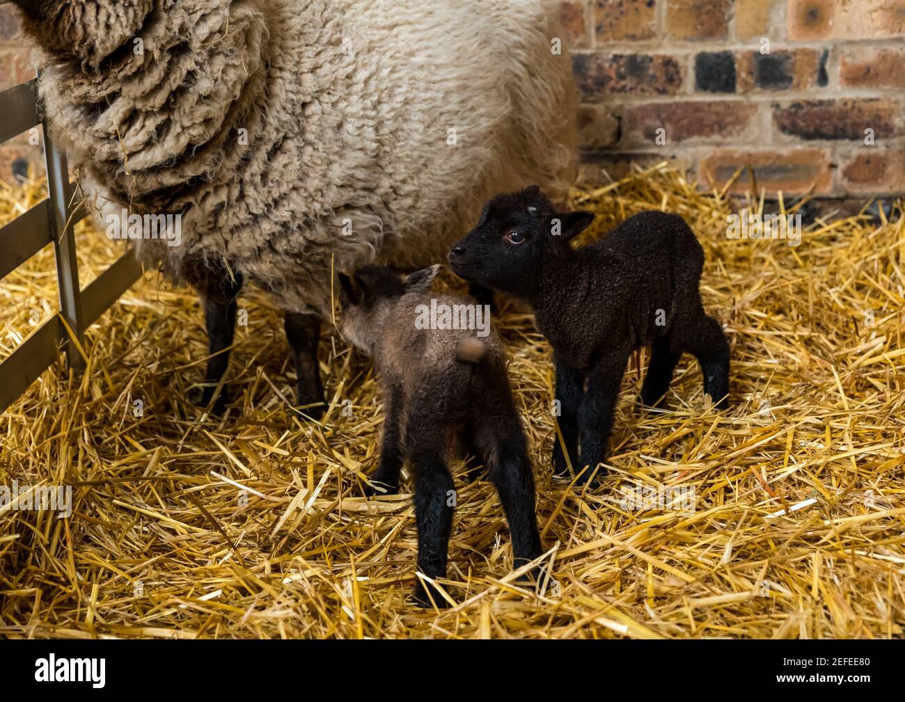 East Lothian, Écosse, Royaume-Uni. 17 février 2021. Premier mouton de Shetland agneaux né: Briggs les moutons de Shetland pur de race maintiennent un troupeau à la fois dans l'est Lothian et Shetland. Les premiers agneaux sont nés vers 7h ce matin: Deux garçons, l'un très sombre et l'autre fauve. Le fauve est beaucoup plus faible et bancale bien que parvient à se lever quelques heures plus tard Banque D'Images