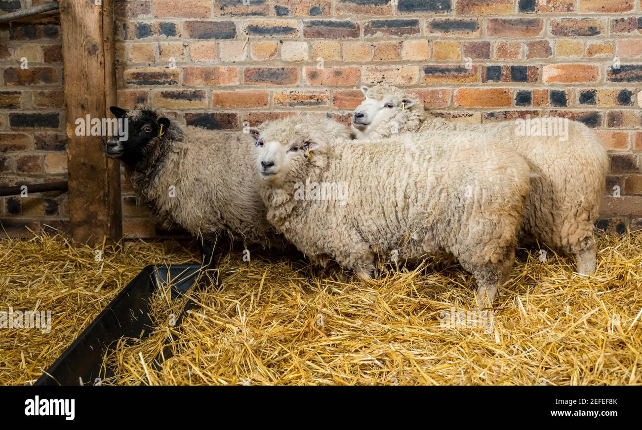 East Lothian, Écosse, Royaume-Uni. 17 février 2021. Premier mouton de Shetland agneaux né: Briggs les moutons de Shetland pur de race maintiennent un troupeau à la fois dans l'est Lothian et Shetland. Brebis enceintes debout dans une grange qui devraient livrer entre 1 et 3 agneaux au cours des 10 prochains jours à deux semaines Banque D'Images