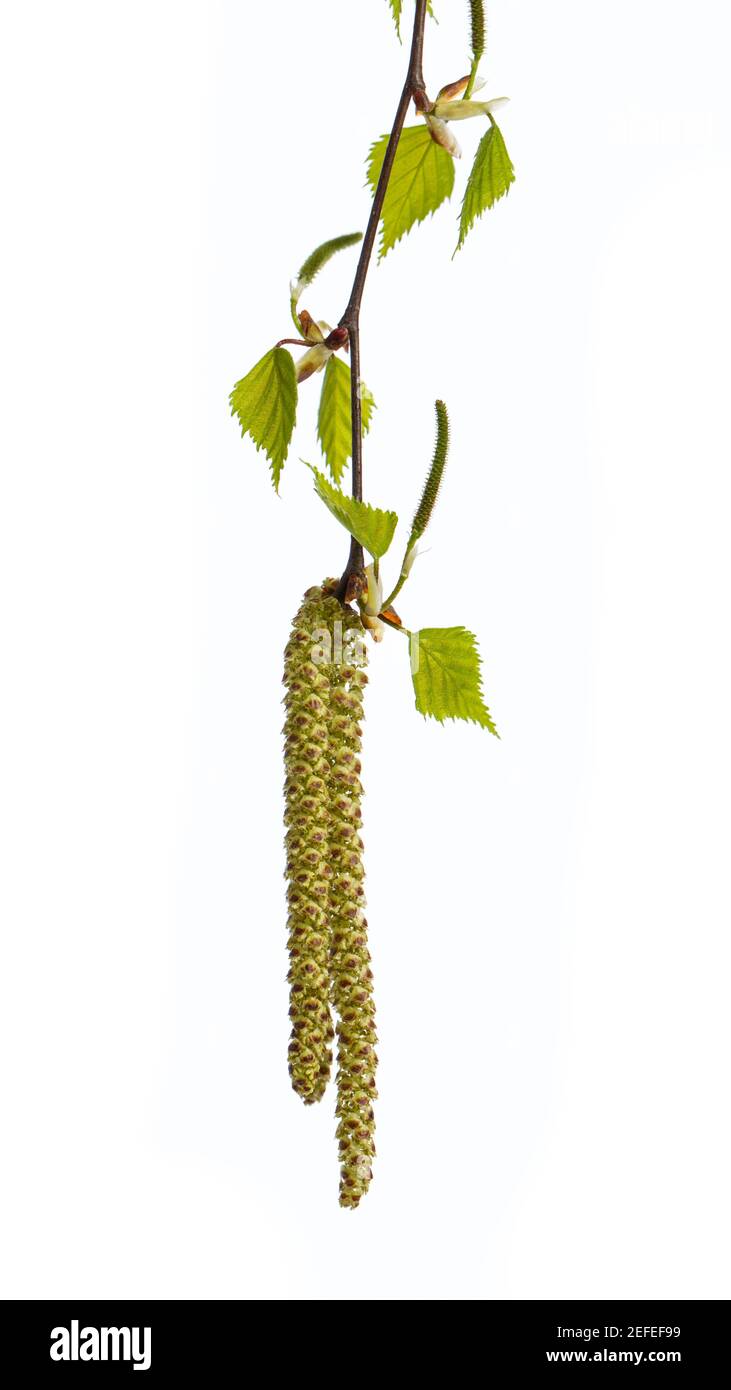 bouleau (betula) jeunes pousses et fleurs Banque D'Images
