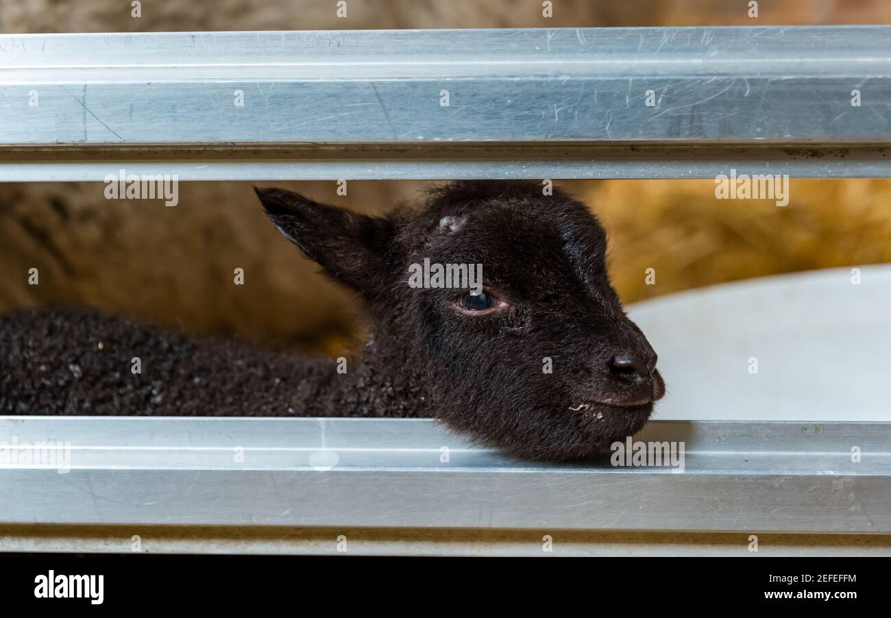 East Lothian, Écosse, Royaume-Uni. 17 février 2021. Premier mouton de Shetland agneaux né: Briggs les moutons de Shetland pur de race maintiennent un troupeau à la fois dans l'est Lothian et Shetland. Les premiers agneaux sont nés vers 7h00 ce matin: Deux garçons, un très sombre ici montré regardant à travers la clôture de son stylo dans la grange Banque D'Images