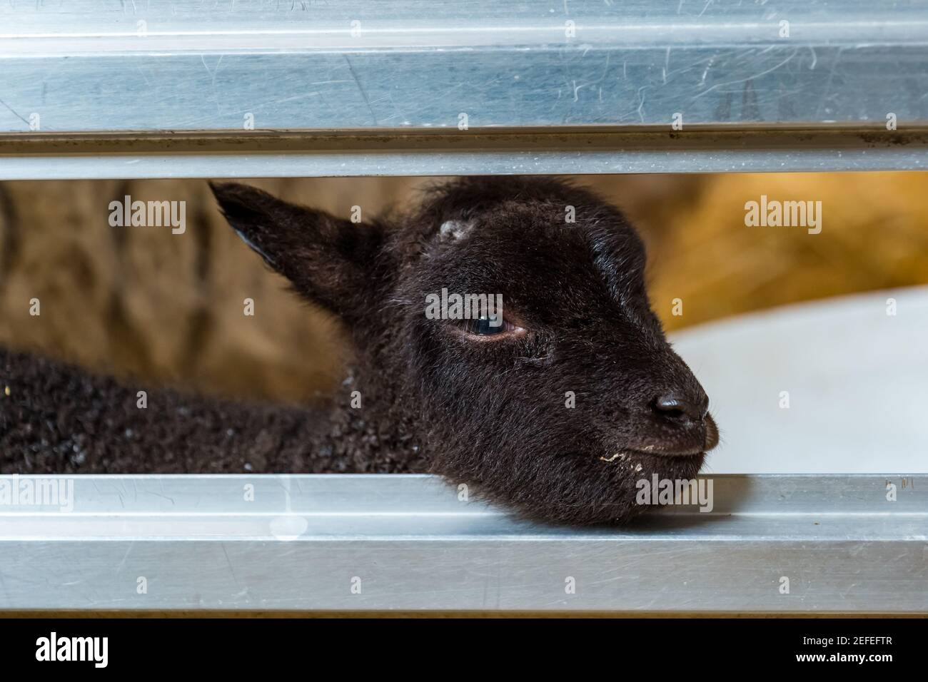 East Lothian, Écosse, Royaume-Uni. 17 février 2021. Premier mouton de Shetland agneaux né: Briggs les moutons de Shetland pur de race maintiennent un troupeau à la fois dans l'est Lothian et Shetland. Les premiers agneaux sont nés vers 7h00 ce matin: Deux garçons, un très sombre ici montré regardant à travers la clôture de son stylo dans la grange Banque D'Images