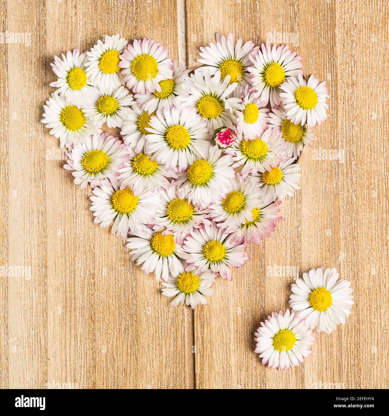 Coeur de Marguerite fait de fleurs sur fond de bois Banque D'Images