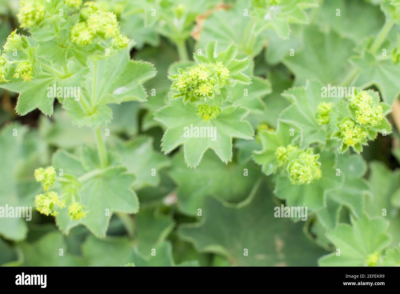 Manteau de Dame (Alchemilla mollis) - beaucoup de fleurs à l'extérieur Banque D'Images