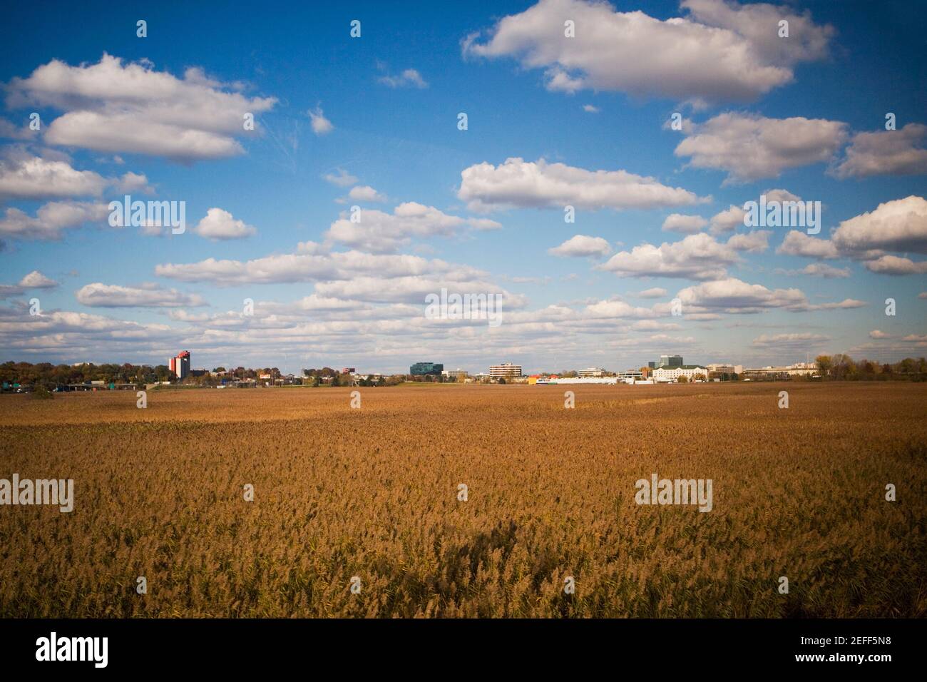 Vue panoramique d'un champ Banque D'Images