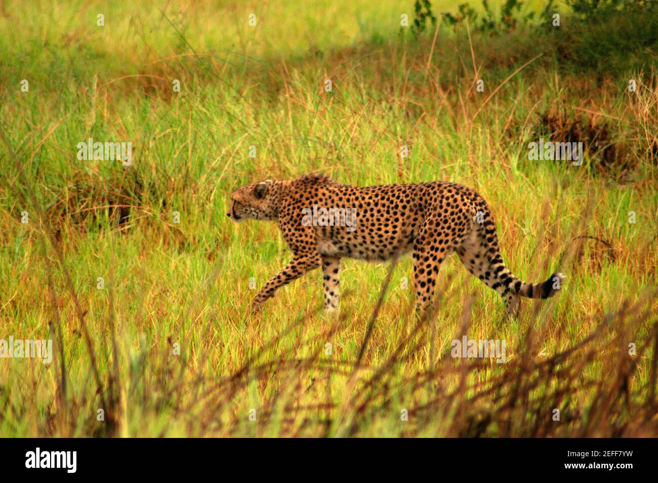 Cheetah Acinonyx jubatus chasse dans une forêt, delta d'Okavango, Botswana Banque D'Images