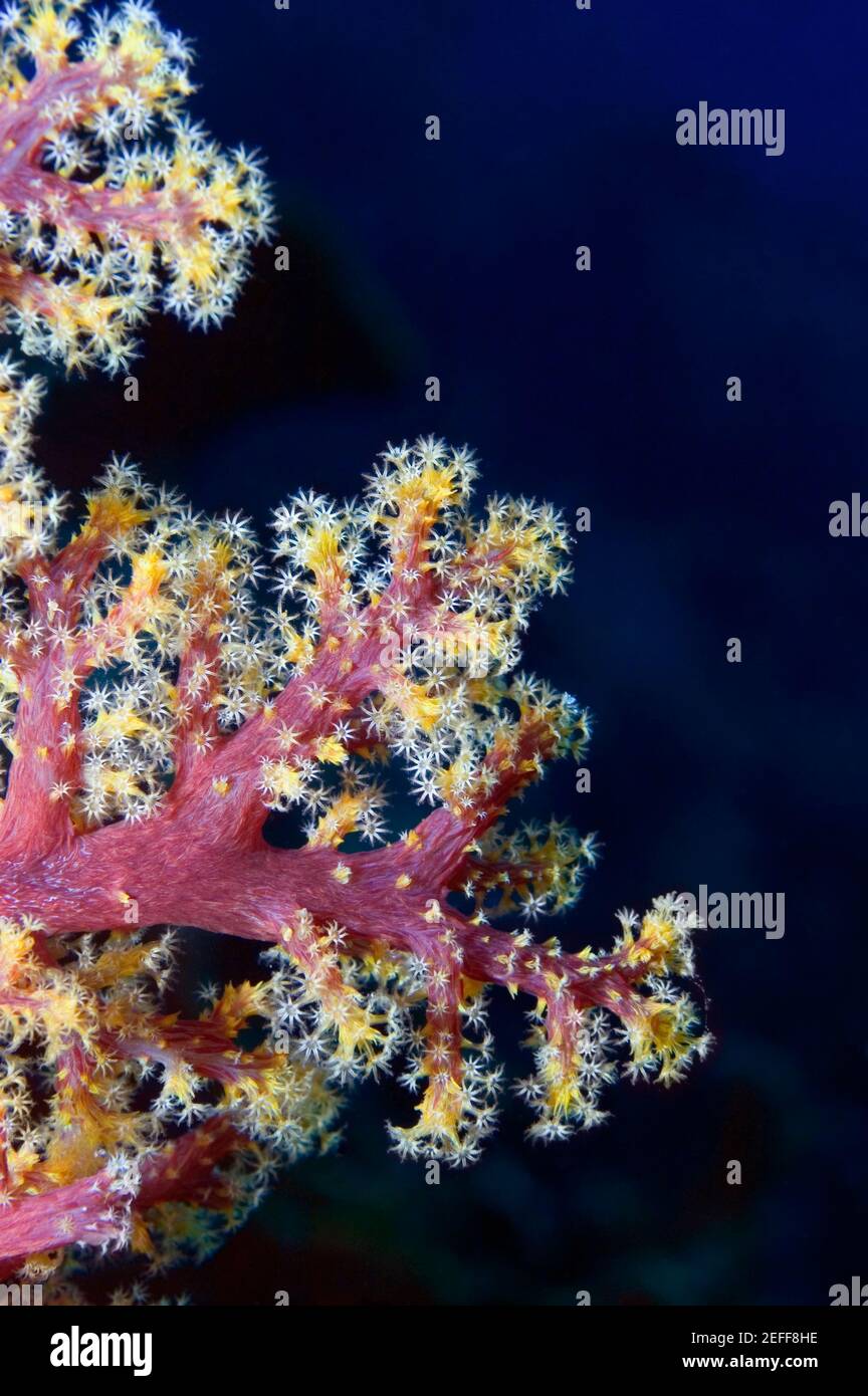 Gros plan de corail mou multicolore sous l'eau, Milne Bay, Papouasie-Nouvelle-Guinée Banque D'Images