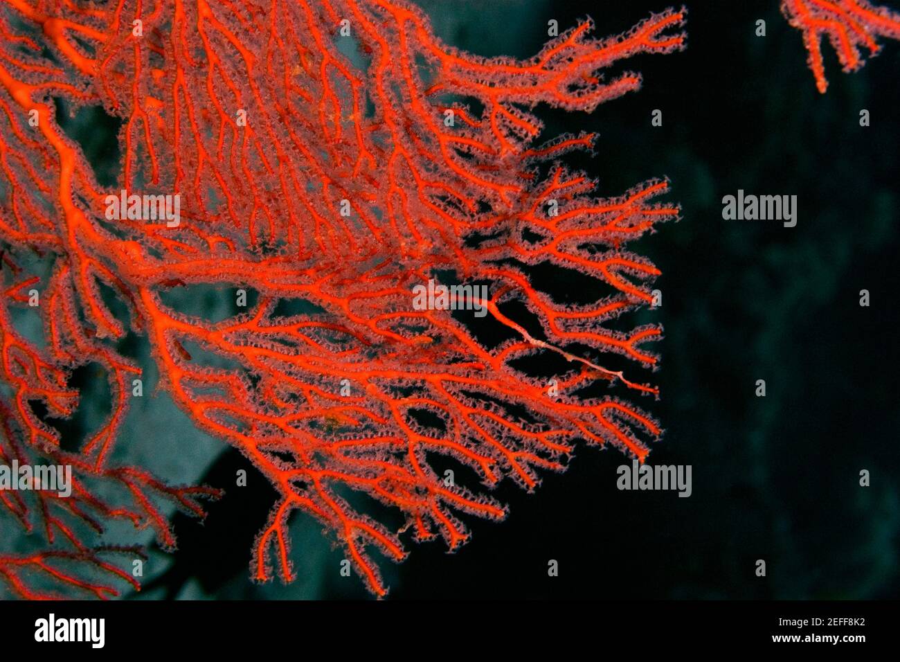 Gros plan d'un ventilateur de mer gorgonien Subergorgia mollis sous l'eau, Milne Bay, Papouasie-Nouvelle-Guinée Banque D'Images