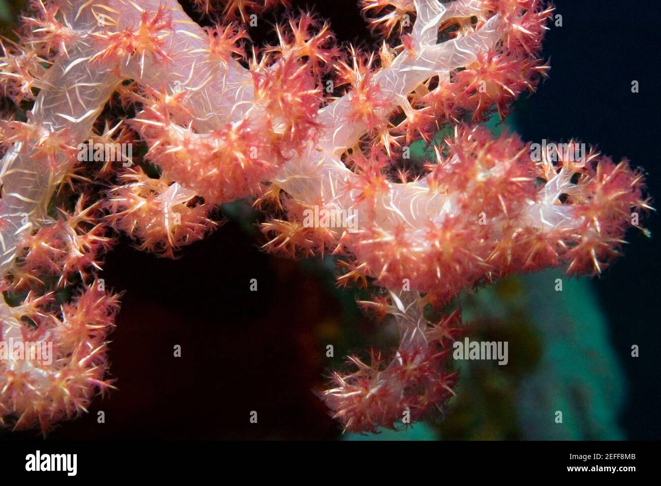 Gros plan de Soft Coral sous l'eau, Milne Bay, Papouasie-Nouvelle-Guinée Banque D'Images