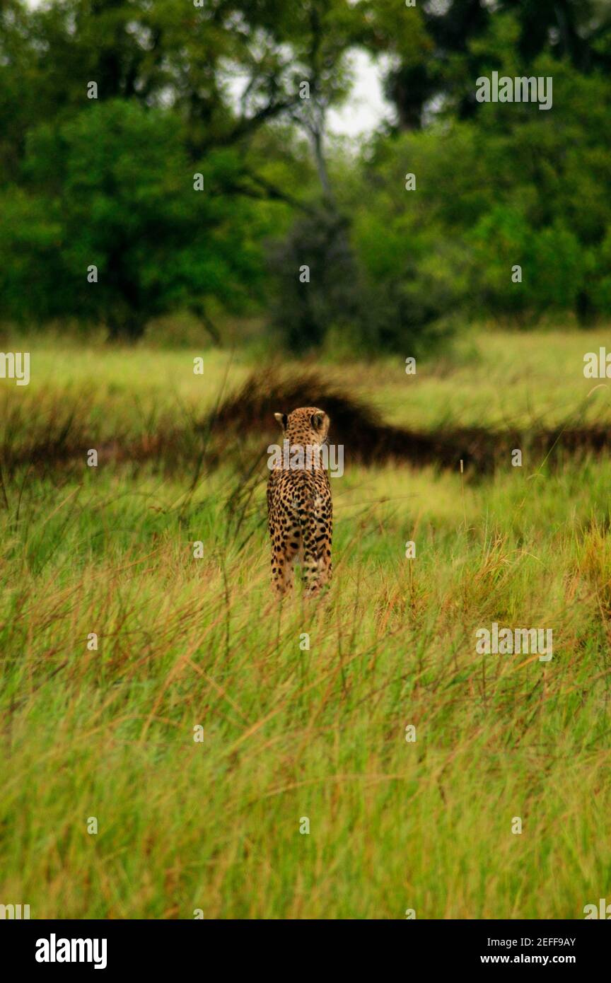 Cheetah Acinonyx jubatus dans une forêt, delta de l'Okavango, Botswana Banque D'Images