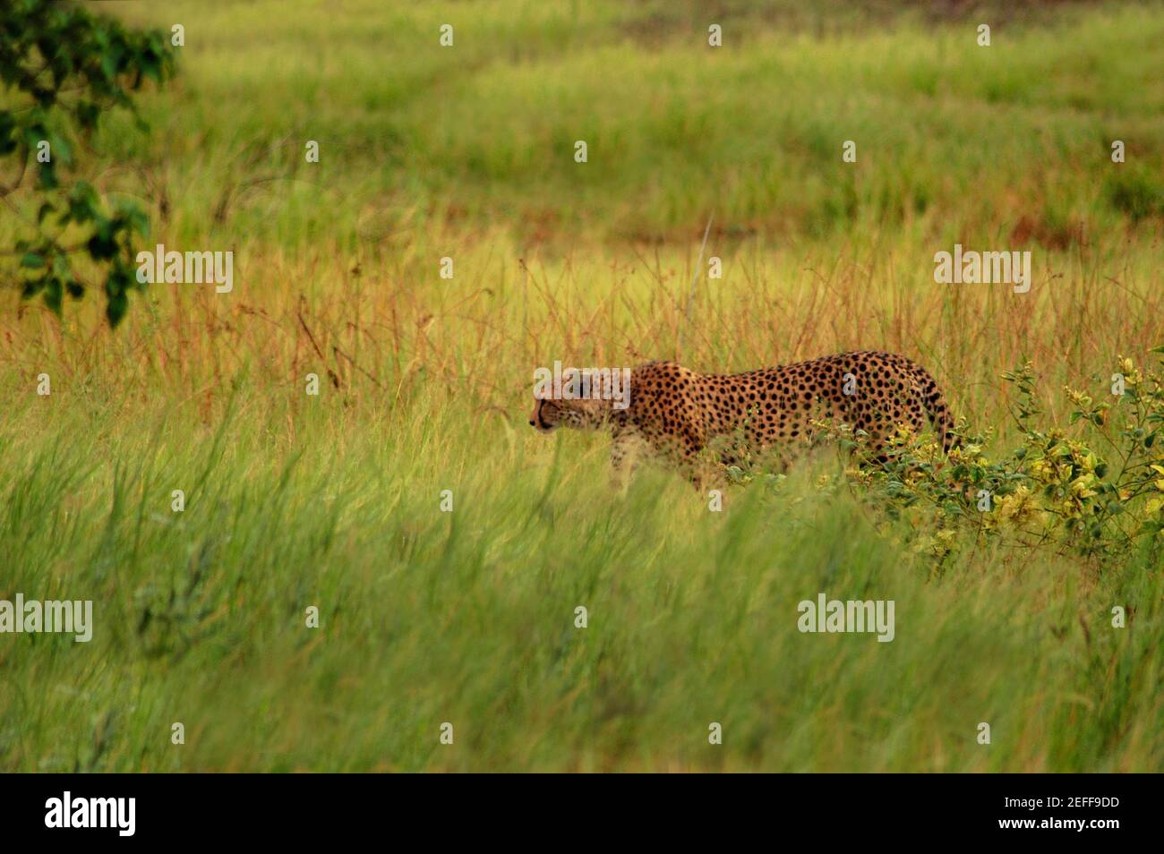 Cheetah Acinonyx jubatus dans une forêt, delta de l'Okavango, Botswana Banque D'Images