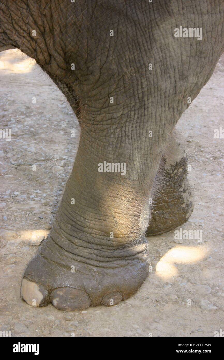 Gros plan des pieds d'un éléphantÅthi, Chiang Khong, Thaïlande Banque D'Images