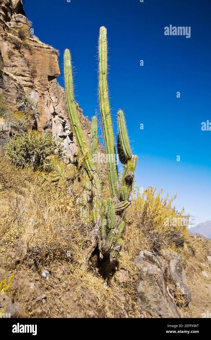 Cactus plante sur une falaise, Colca Canyon, Pérou Banque D'Images