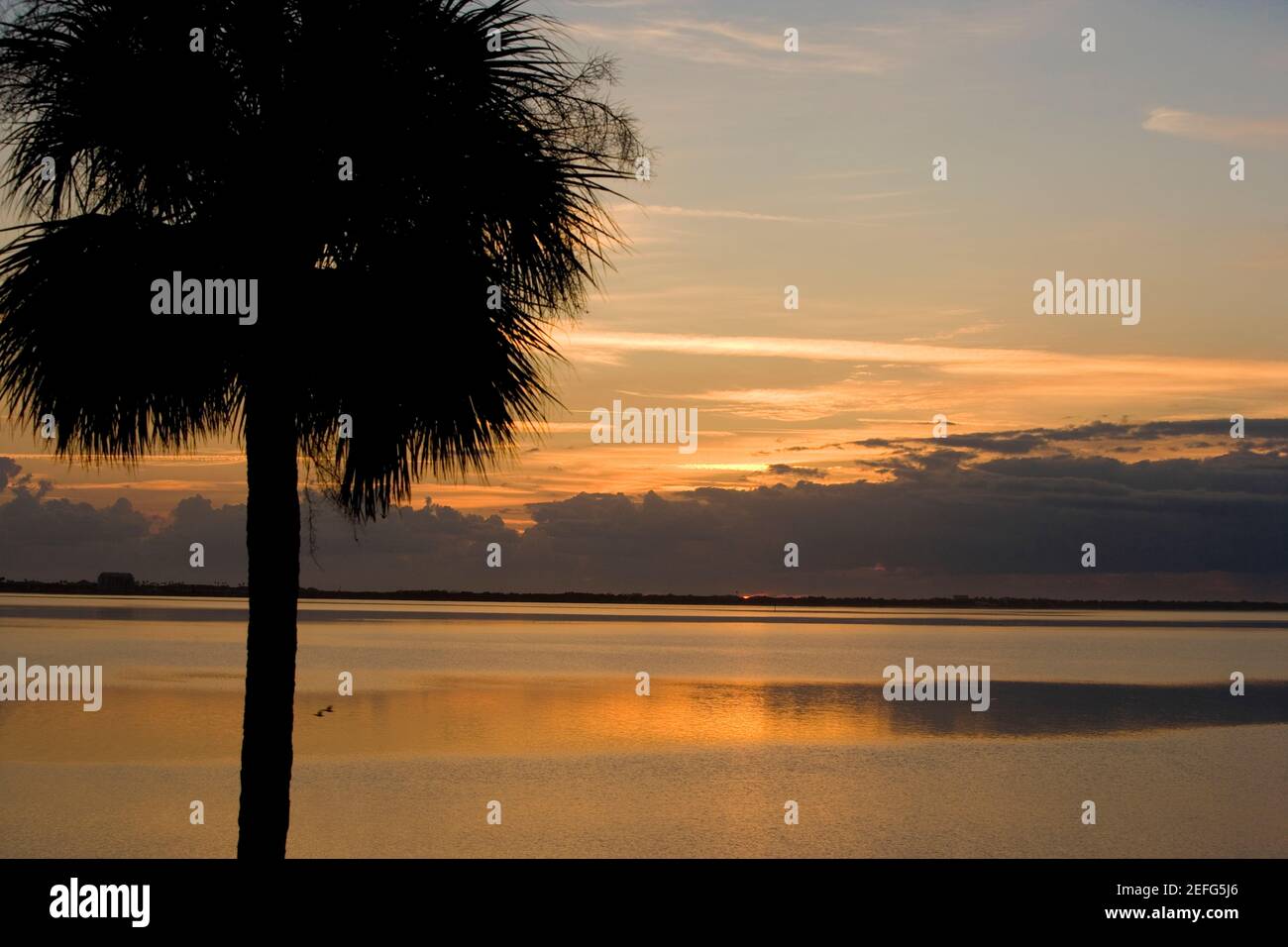 Silhouette d'un palmier, St Augustine Beach, Floride, États-Unis Banque D'Images