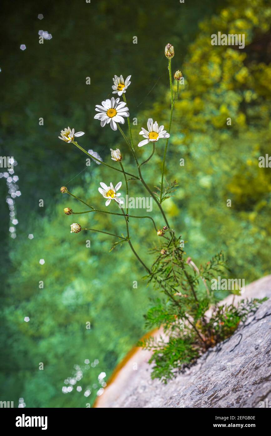 Fleurs de Marguerite sauvage, Tanaceum corymbosum, qui dépassent d'une roche sur l'eau Banque D'Images
