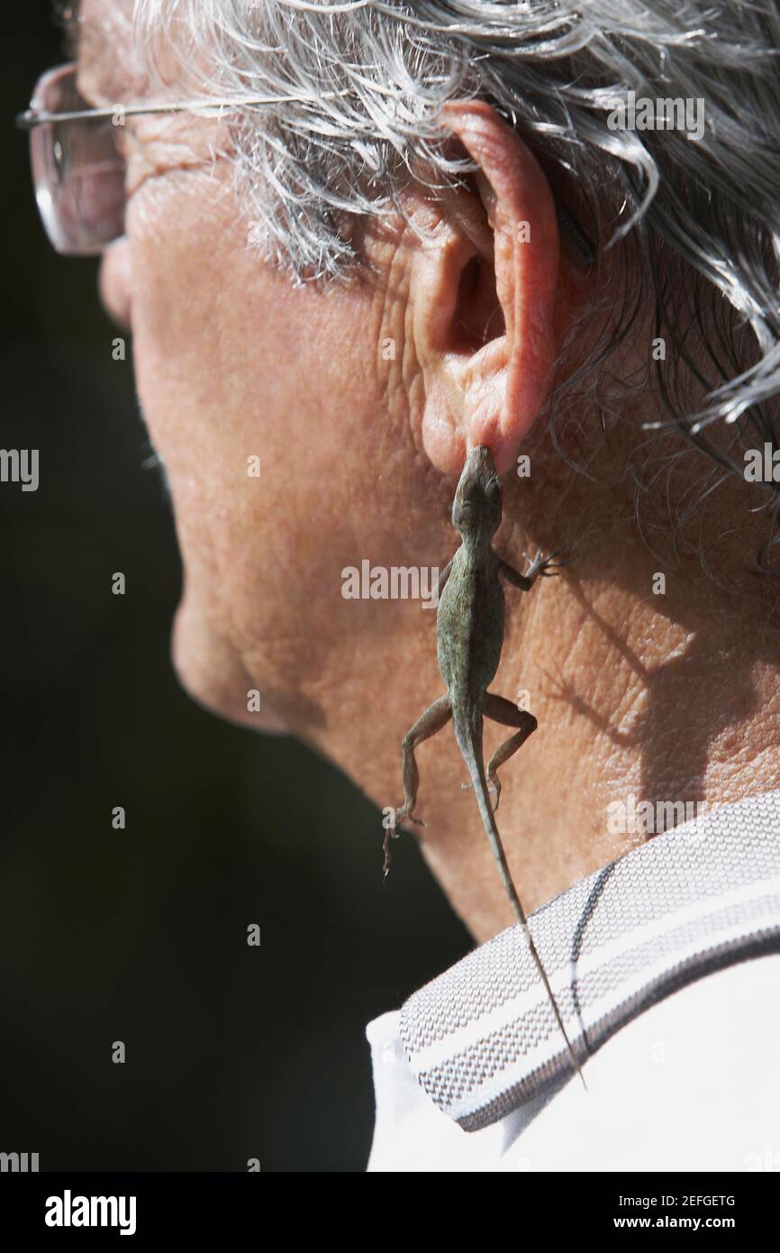 Close-up of a senior man hanging un lézard sur son oreille Banque D'Images