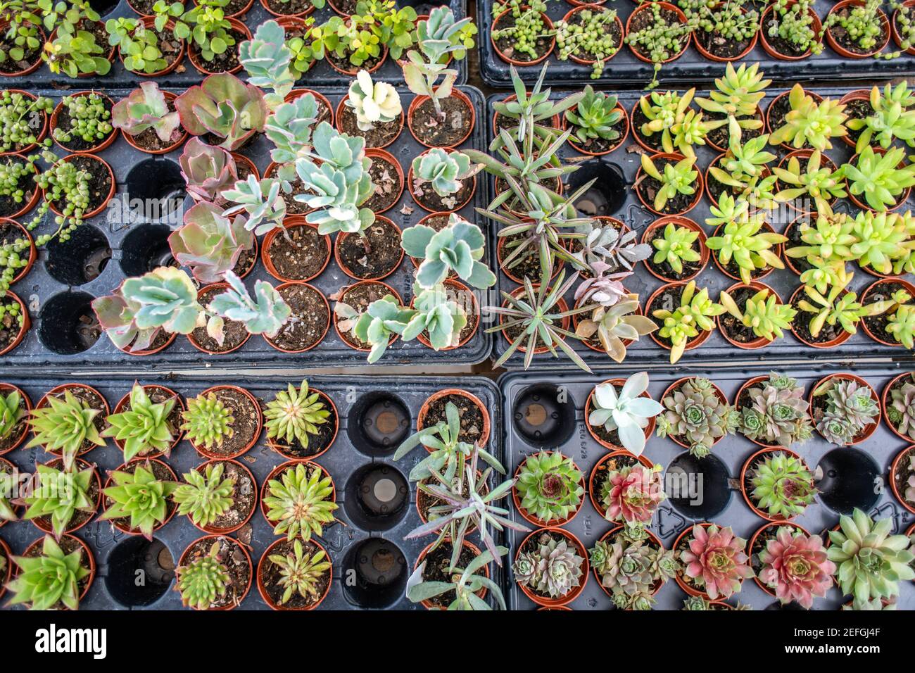 Variété de succulents à vendre à la pépinière, Lothian, MD. Banque D'Images