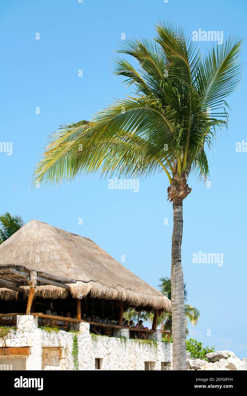 Vue à angle bas d'un palmier en face d'un bâtiment, Cancun, Mexique Banque D'Images
