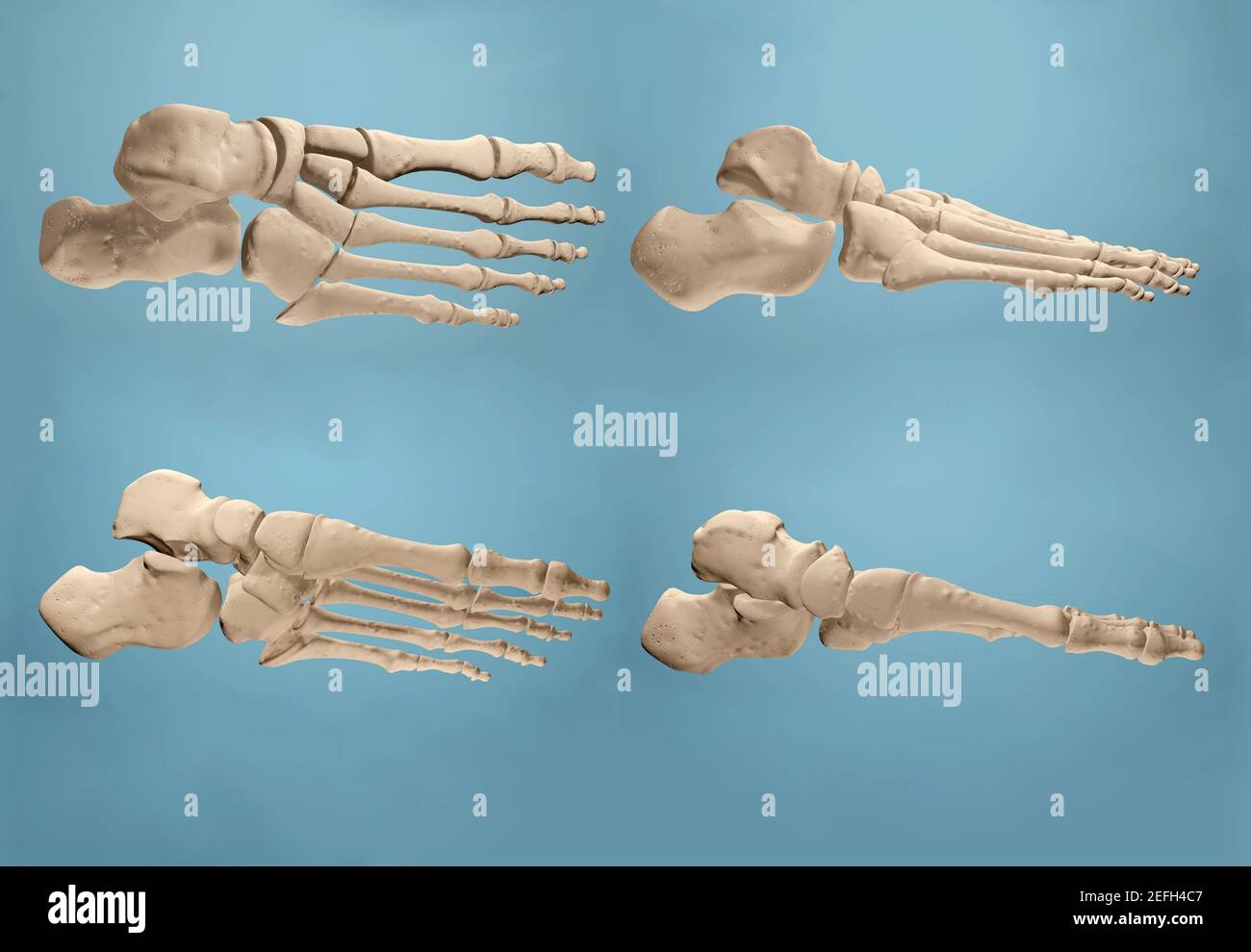 Rendu 3D montrant les os du pied. Banque D'Images