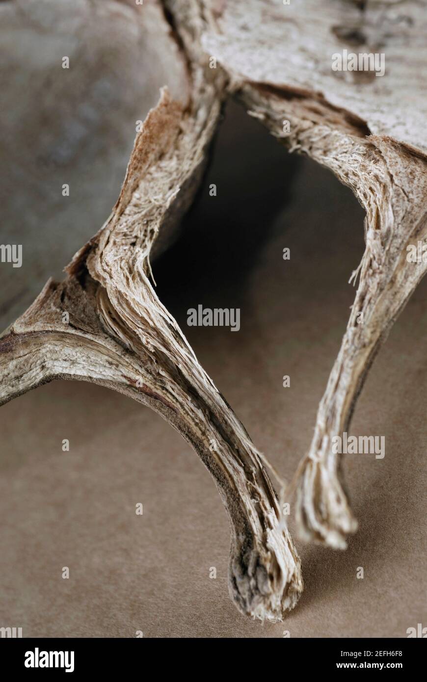 Gros plan d'un champignon sec Banque D'Images