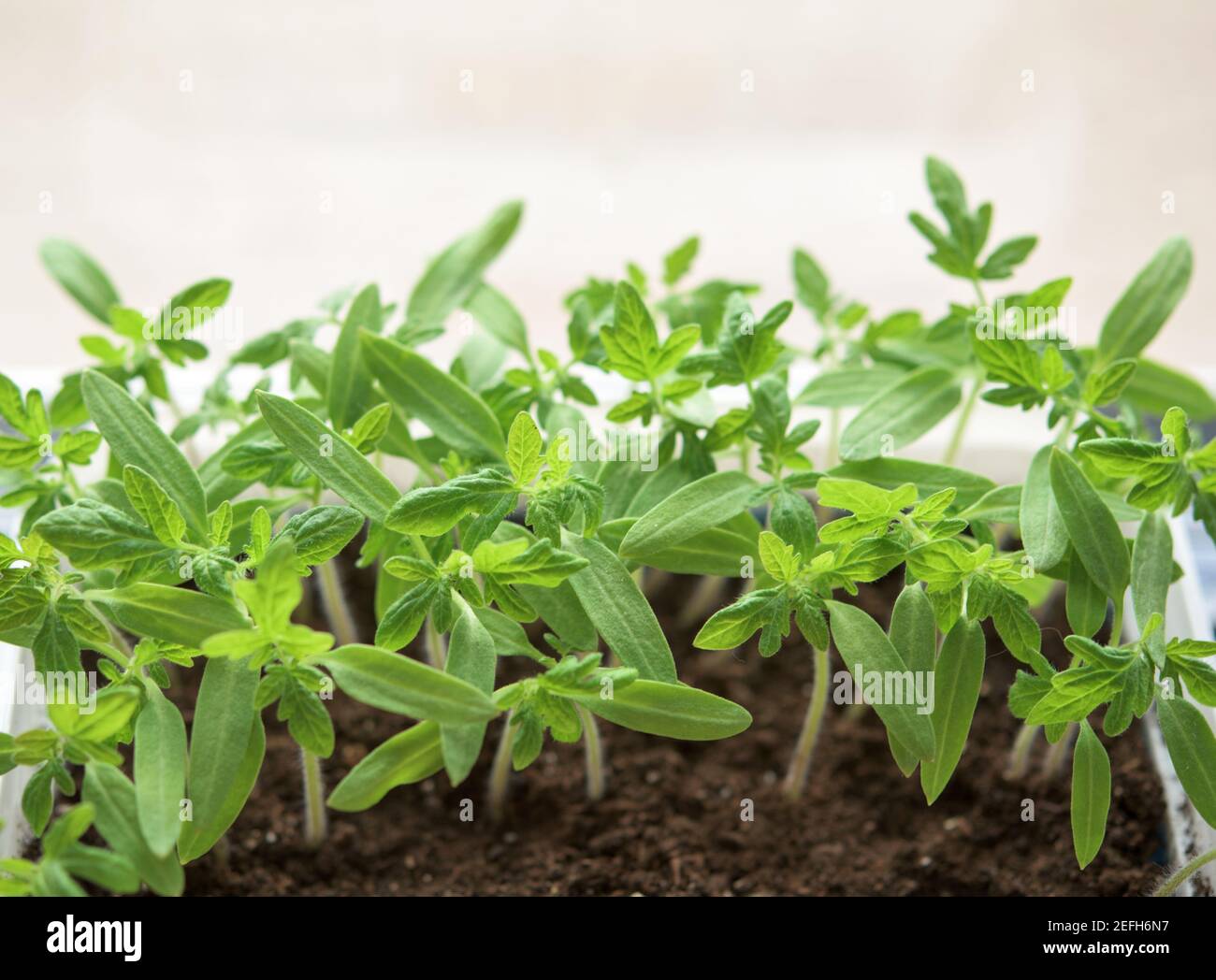 Jeunes plants de tomates vertes - plants de légumes Banque D'Images