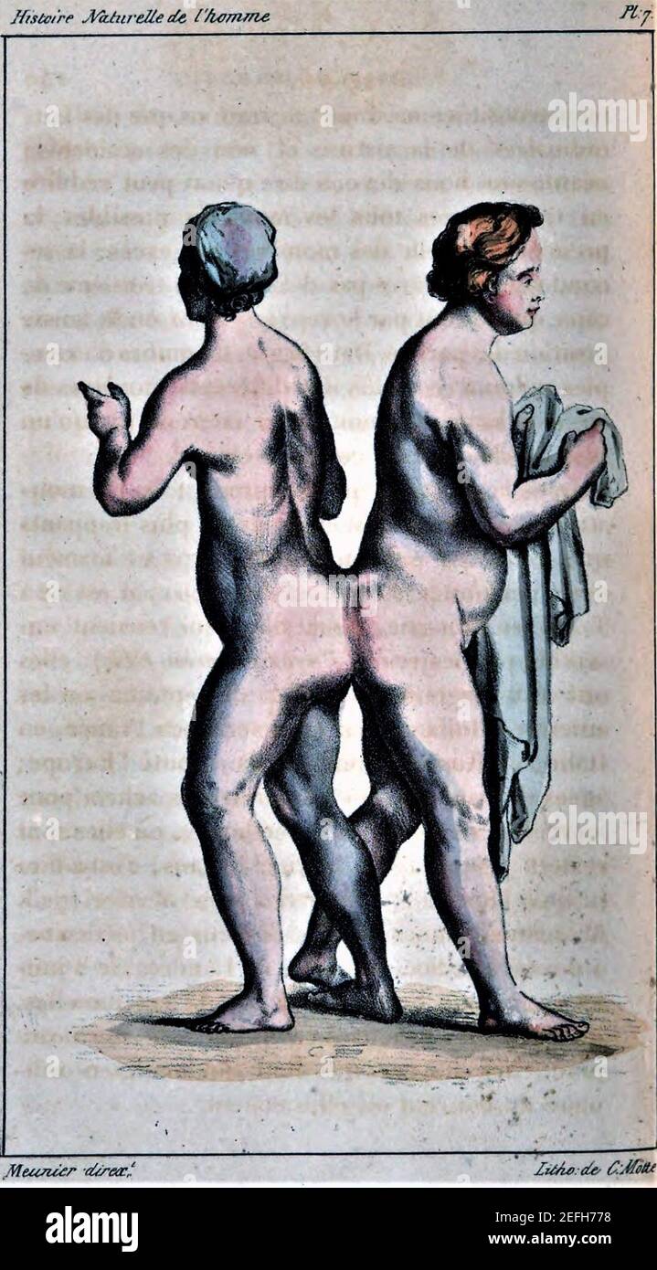 Oeuvre Buffon 7. Banque D'Images