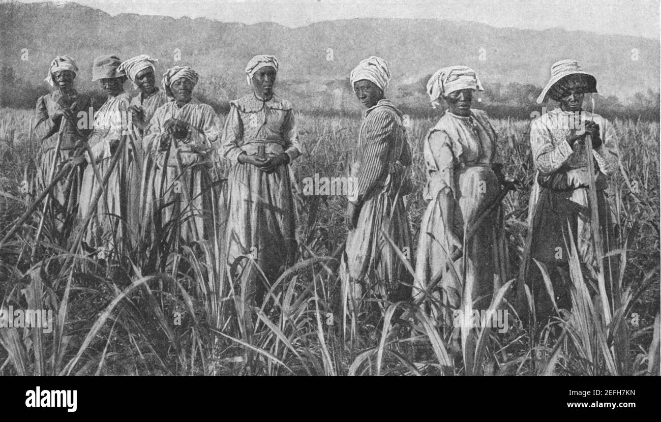 Photo du début du XXe siècle des femmes jamaïcaines travaillant dans le sucre Champs de canne dans la région de Blue Mountain en Jamaïque vers début des années 1900 pendant la période où l'île était un Colonie britannique Banque D'Images
