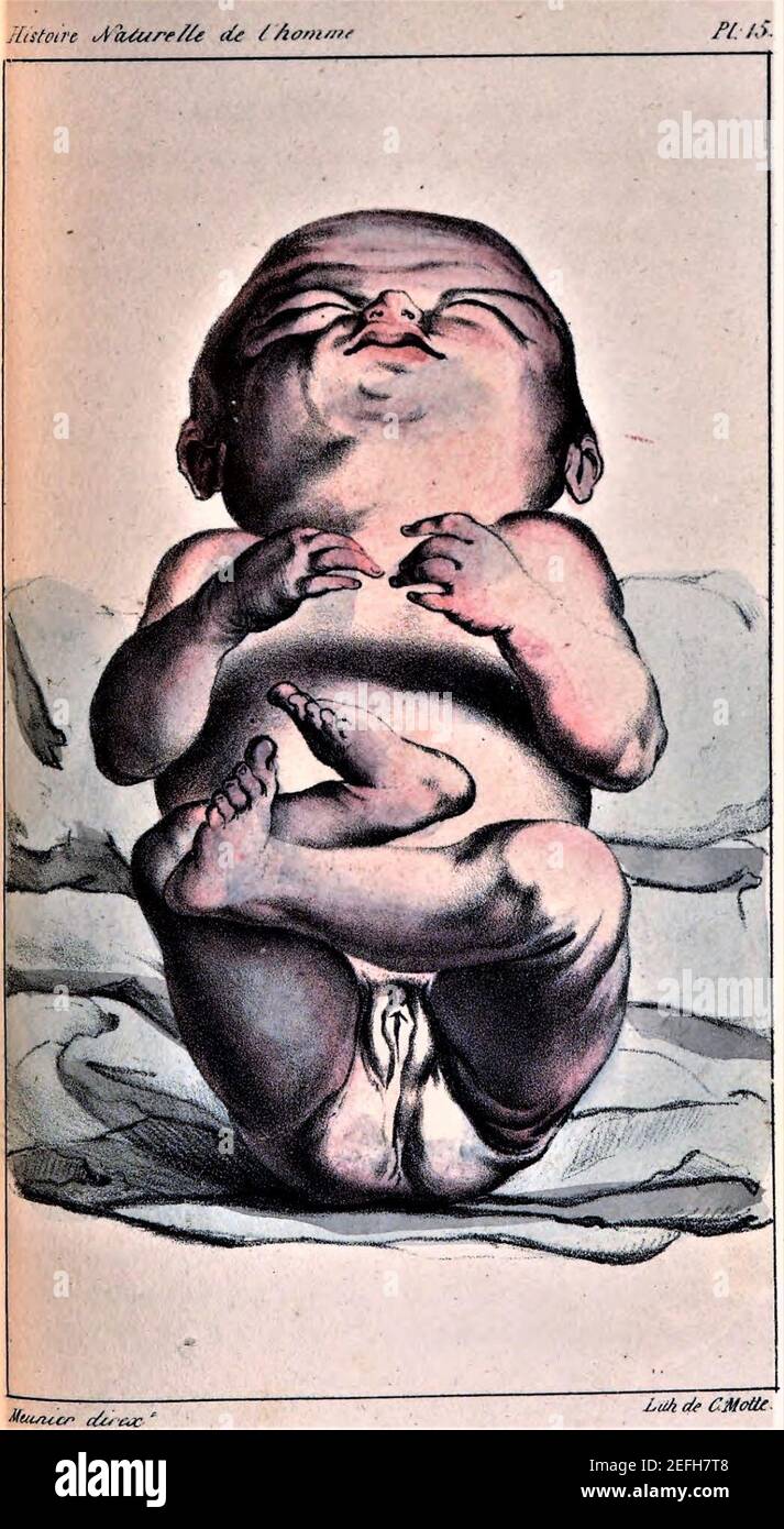 Oeuvre Buffon 15. Banque D'Images