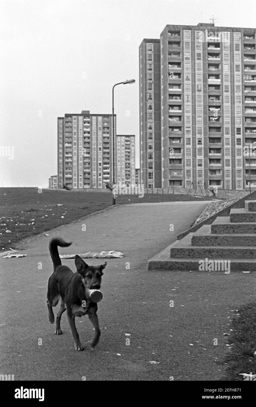 Tower Blocks, stray dog, Ballymun, avril 1986, Dublin, République d'Irlande Banque D'Images