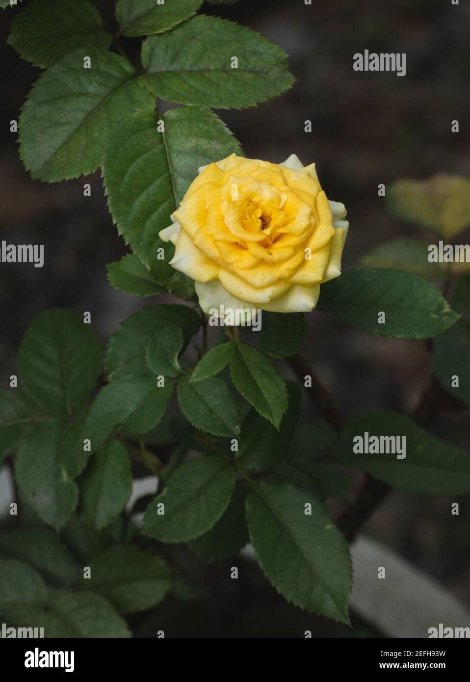 Belle fleur rose jaune isolée sur fond sombre, Banque D'Images