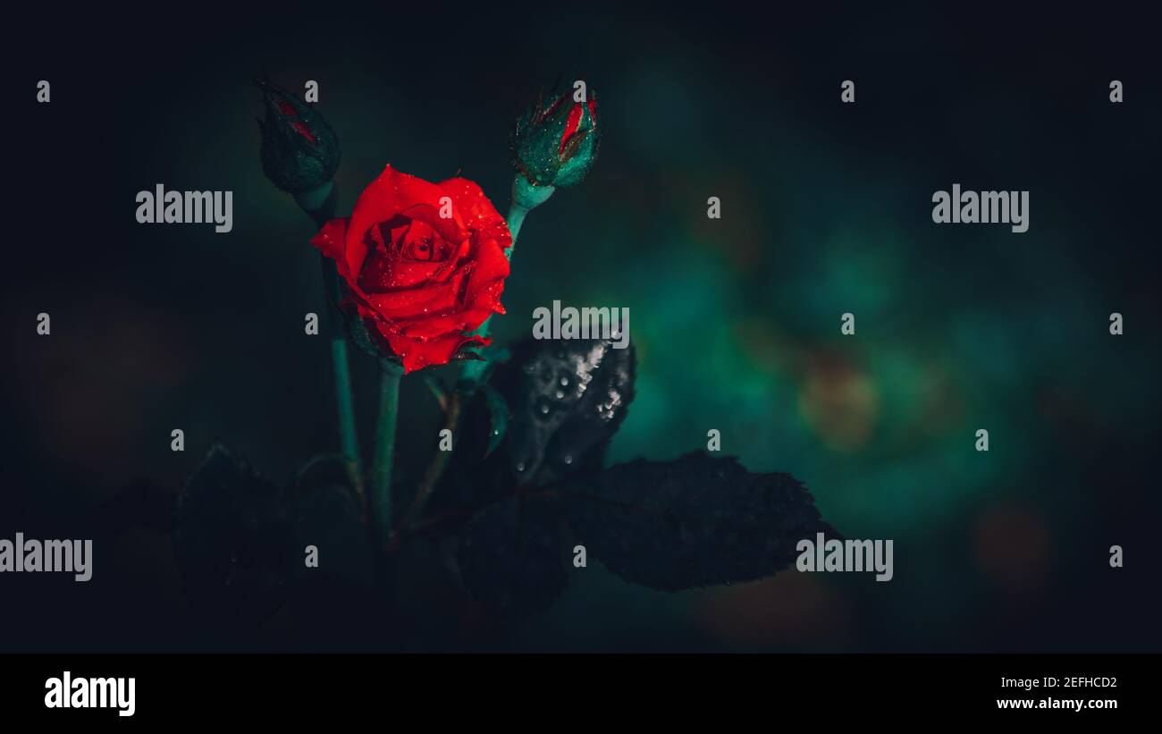 Une fleur de rose rouge isolée et deux bourgeons dans l'obscurité, la rosée sur les pétales de fleur et le rouge chaud éclatant crée une ambiance romantique. Banque D'Images