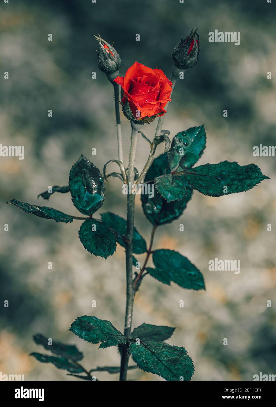 Fleur de rose rouge vif et avec des épines, de la vapeur longue et de la branche gros plan, de belles fleurs dans le jardin. Banque D'Images