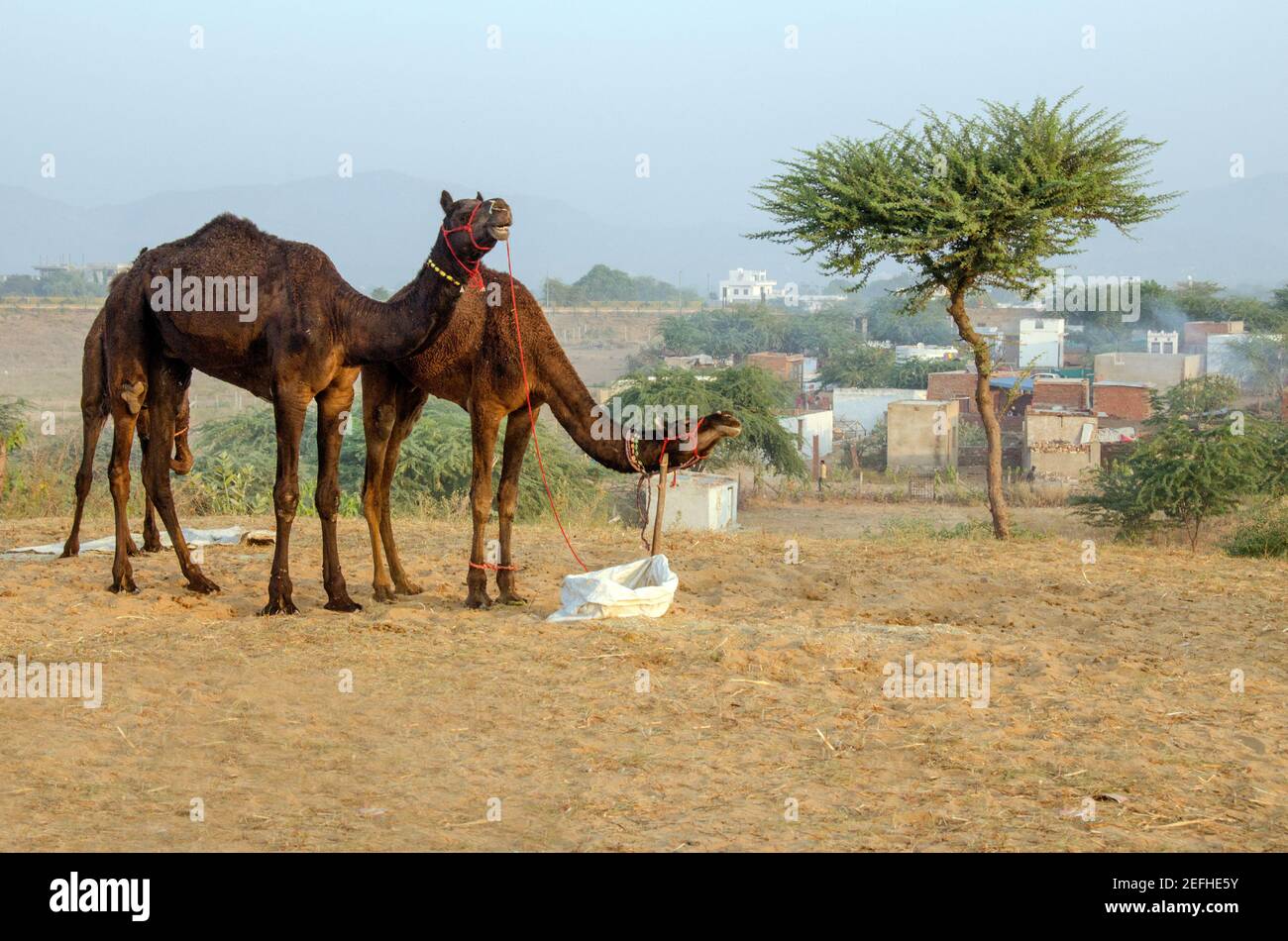 chameaux et paysage à pushkar foire rajasthan inde Banque D'Images