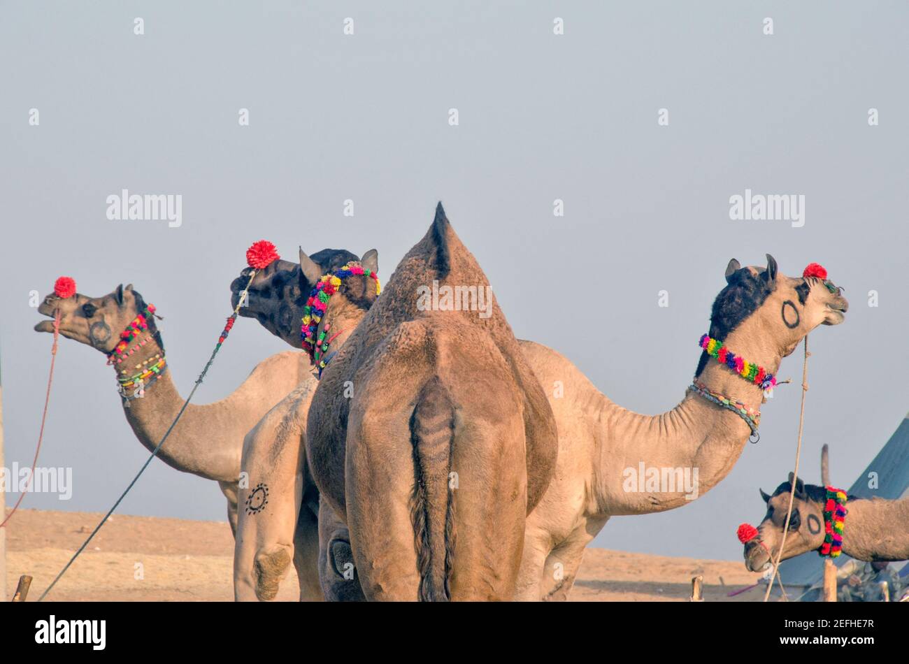 chameaux à pushkar foire rajasthan inde Banque D'Images