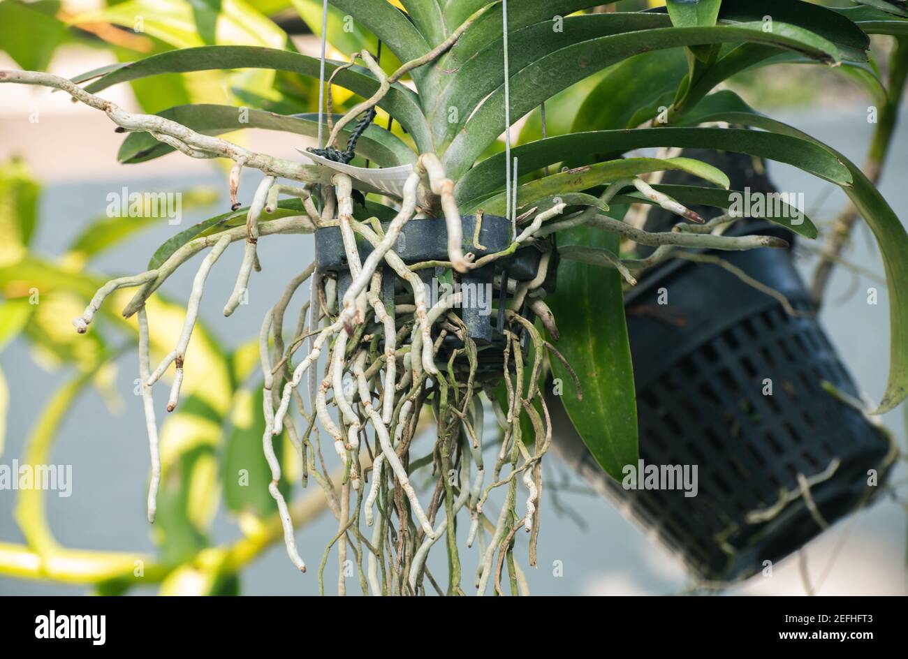 Orchid Root Banque D Image Et Photos Alamy