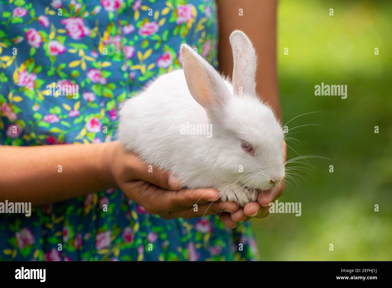 Joli lapin Banque de photographies et d’images à haute résolution Alamy