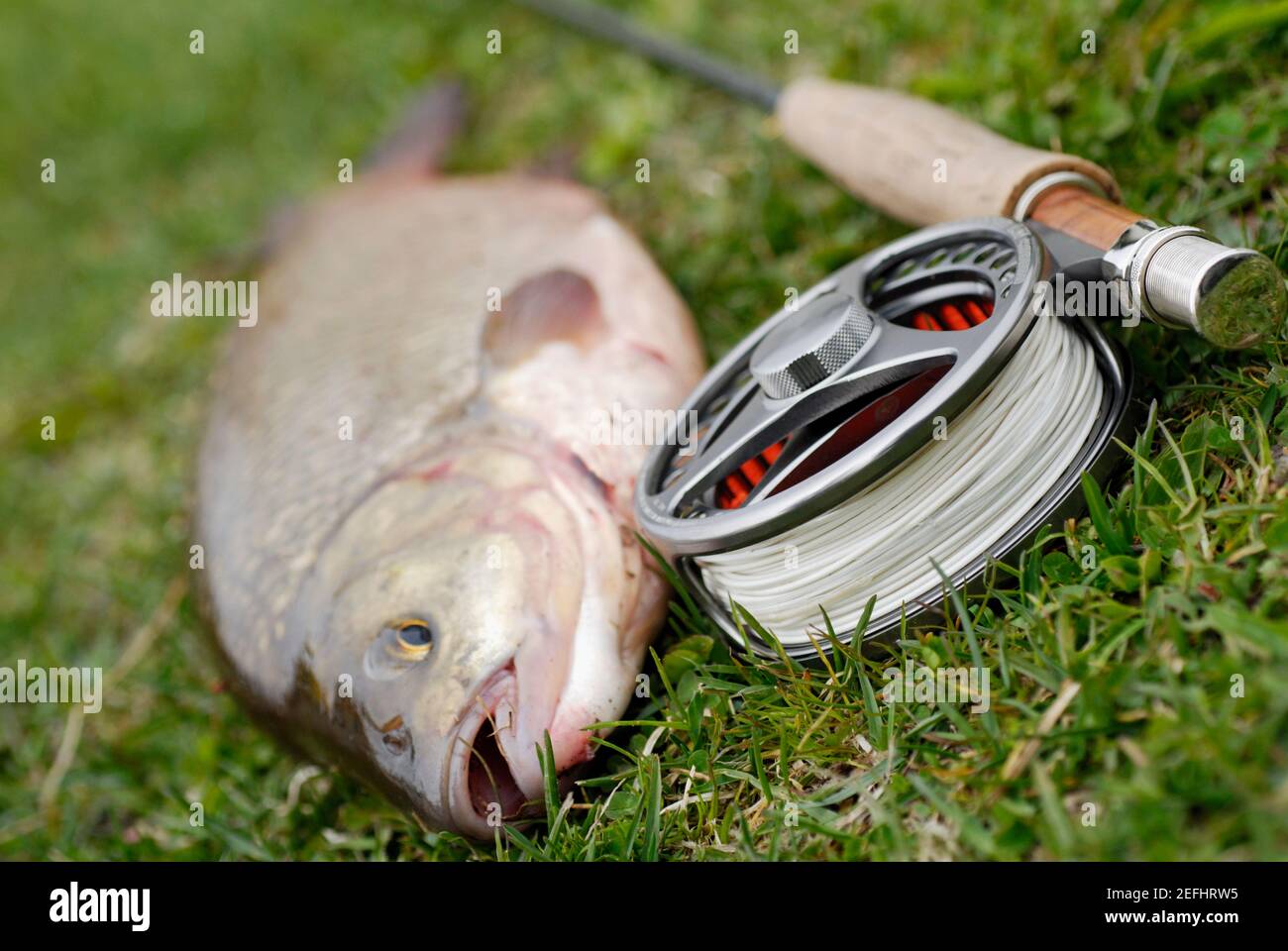 Gros plan d'un poisson à côté d'un rabatteur de pêche et d'un canne à pêche Banque D'Images