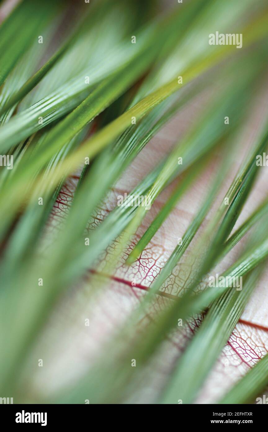 Close-up de brins d'herbe verte Banque D'Images