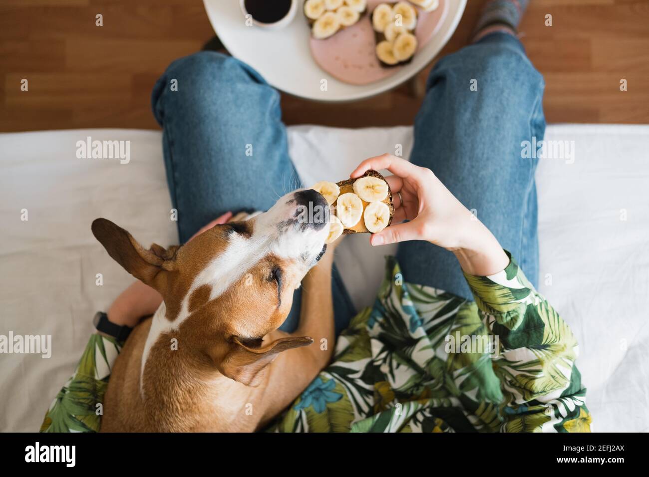 Prendre le petit déjeuner avec les animaux domestiques à la maison. Partager un sandwich au beurre d'arachide et à la banane avec un chien, tiré d'en haut, style de vie intérieur Banque D'Images