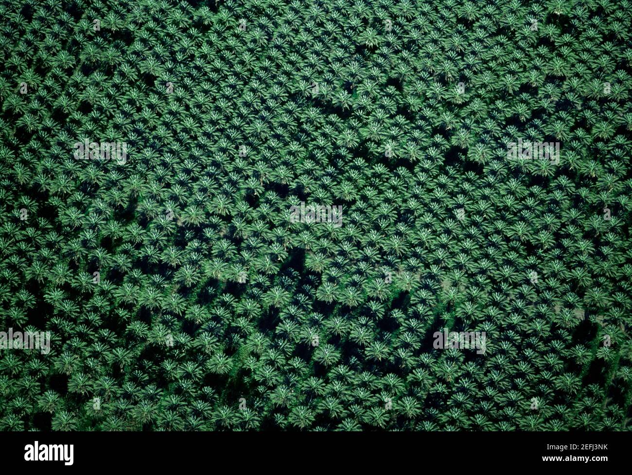 Ferme de palmiers Date, Imperial Valley, Californie Banque D'Images