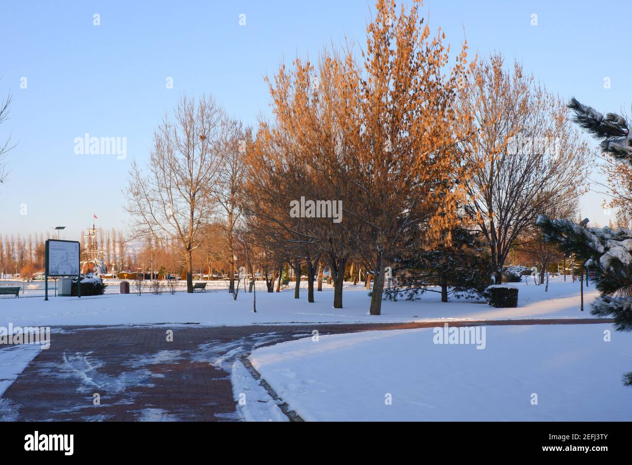 Sunbeam sur les arbres sous la neige au parc Banque D'Images