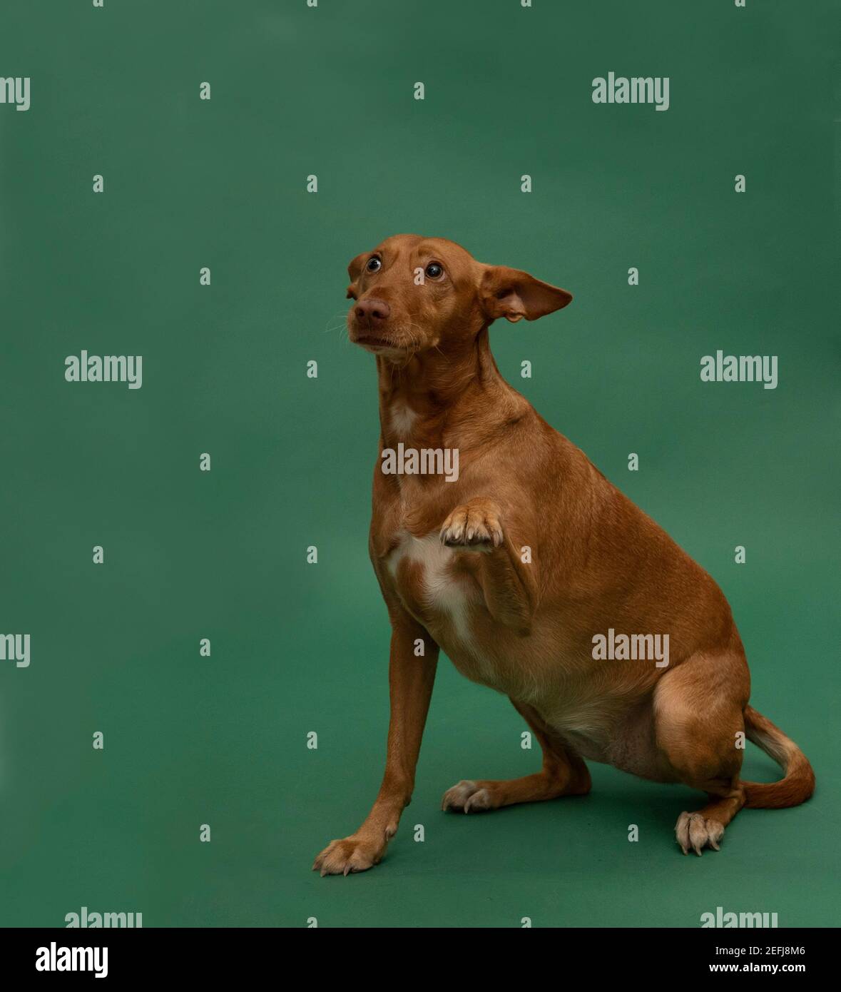 Podenco Andaluz Spagna Hunting Dog Portrait sauvé Banque D'Images