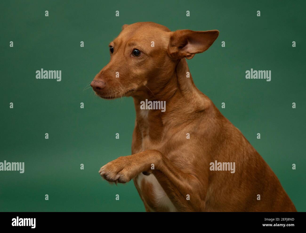 Podenco Andaluz Spagna Hunting Dog Portrait sauvé Banque D'Images